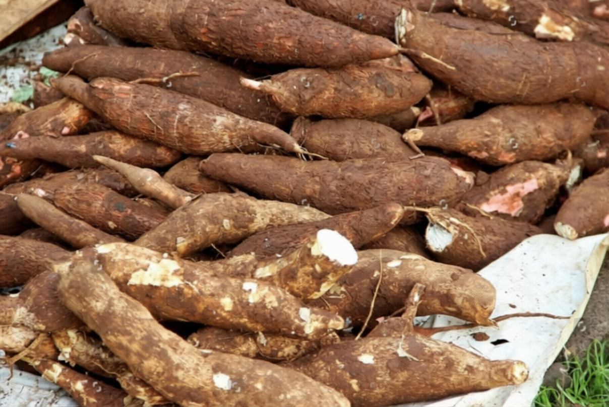 Cassava