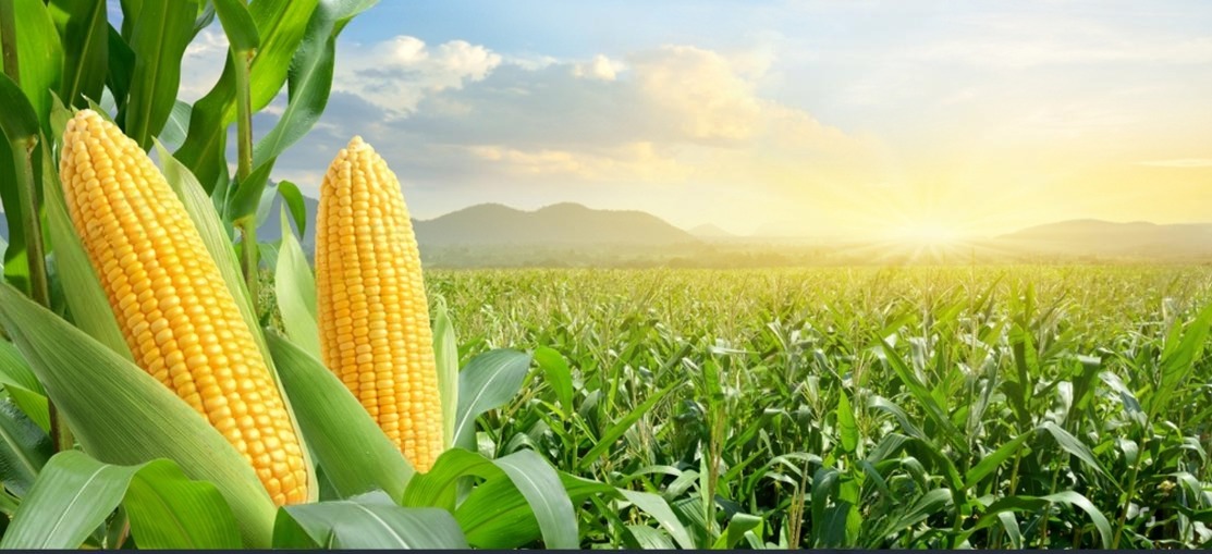 Maize Farm - Techiman