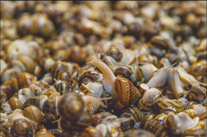 Snail Farm